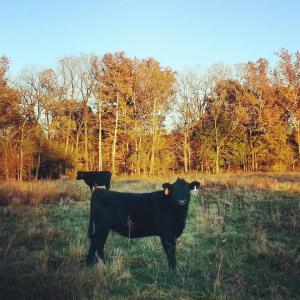 Dolly in November 2013, in the pasture, still not far from her adoptive mother, Stan, in the background.