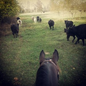 1911826_10154764376750088_2493099099910012644_n